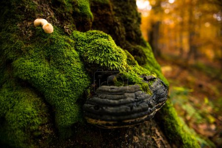 Mushrooms growing on a beech tree in autumn forest, Ukraine