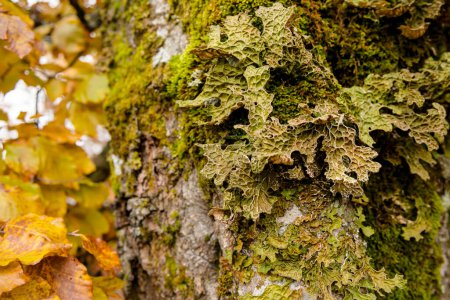 Lobaria pulmonaria lichen on a beech tree in a wild natural forest in Autumn, Carpathian mountains, Ukraine