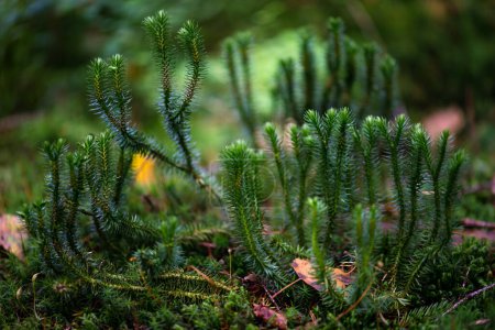Northern firmoss (Huperzia selago) in a summer spruce forest, Gorgany region of Carpathian Mountains, Ukraine