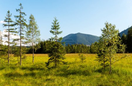 Lysak raised bog reserve in Gorgany region of Carpathian Mountains