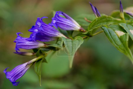 Enzian-Weide (Gentiana asclepiadea) im Sommer, Gorgany-Region der Karpaten, Ukraine
