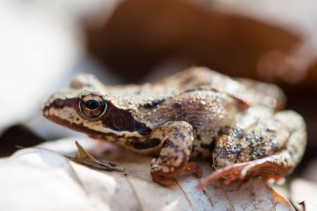 Moor frog (Rana arvalis) in an early spring forest, Ukraine