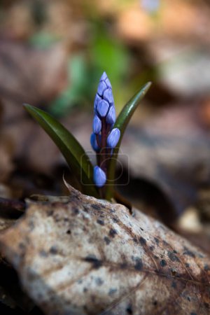 Alpine squill (Scilla bifolia) in a spring beech forest, Lviv region of Ukraine
