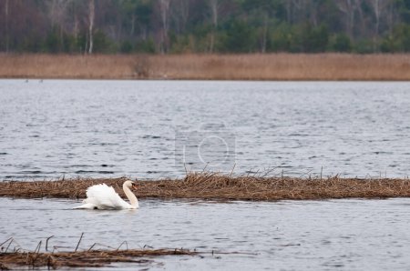 Mute swans (Cygnus olor) on the lake in rainy morning, Yavoriv National Nature Park, Ukraine