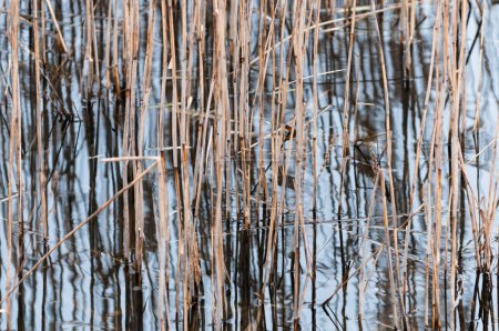 Photo for Dry reed stems close-up on a spring lake, Yavoriv National Nature Park, Ukraine - Royalty Free Image