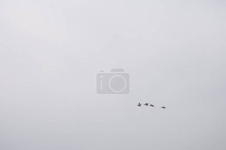 Stockenten (Anas platyrhynchos) fliegen an einem regnerischen Tag über den See, Yavoriv National Nature Park, Ukraine