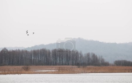 Photo for Yavoriv National Nature Park landscape in rainy morning, Ukraine - Royalty Free Image