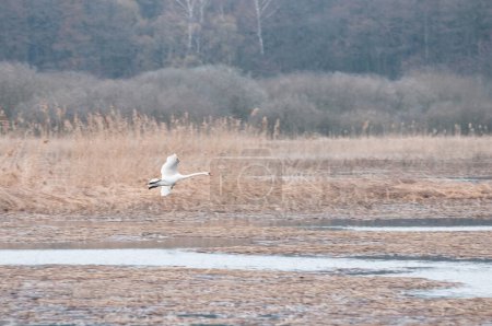 Photo for Mute swans (Cygnus olor) on the lake in rainy morning, Yavoriv National Nature Park, Ukraine - Royalty Free Image