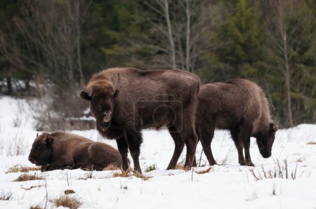 European bison (Bison bonasus) in Skole Beskids National Nature Park during the winter, Carpathian Mountains, Ukraine