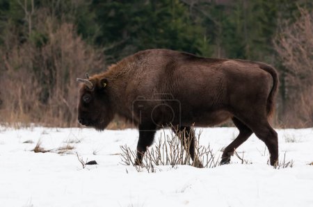 Photo for European bison (Bison bonasus) in Skole Beskids National Nature Park during the winter, Carpathian Mountains, Ukraine - Royalty Free Image