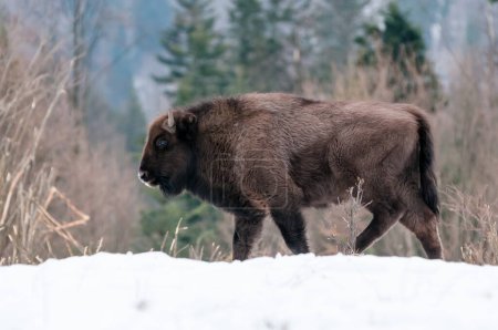 Europäische Wisente (Bison bonasus) im Skole Beskids National Nature Park im Winter, Karpaten, Ukraine
