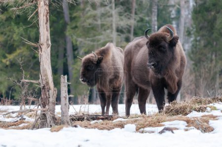 European bison (Bison bonasus) in Skole Beskids National Nature Park during the winter, Carpathian Mountains, Ukraine