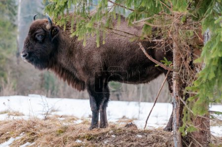Europäische Wisente (Bison bonasus) im Skole Beskids National Nature Park im Winter, Karpaten, Ukraine