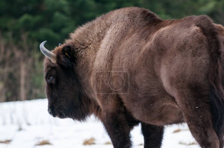 Téléchargez les photos : Bison d'Europe (Bison bonasus) dans le parc naturel national Skole Beskids en hiver, dans les Carpates, en Ukraine - en image libre de droit