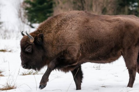 Bison d'Europe (Bison bonasus) dans le parc naturel national Skole Beskids en hiver, dans les Carpates, en Ukraine