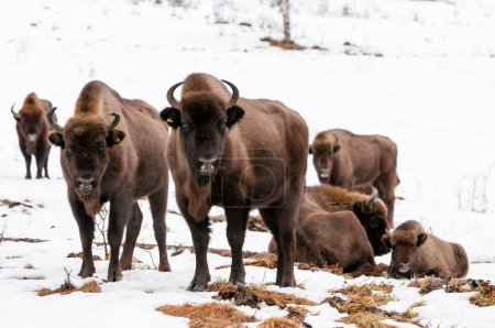 Photo for European bison (Bison bonasus) in Skole Beskids National Nature Park during the winter, Carpathian Mountains, Ukraine - Royalty Free Image