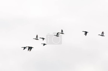 Photo for Mallards (Anas platyrhynchos) flying over the lake in a winter day, Yavoriv National Nature Park, Ukraine - Royalty Free Image