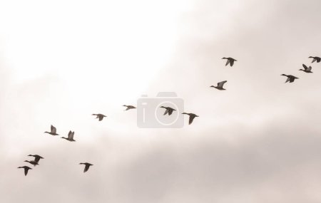 Canards colverts (Anas platyrhynchos) survolant le lac par une journée d'hiver, parc naturel national Yavoriv, Ukraine