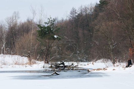 Yavoriv National Nature Park landscape in a winter morning, Ukraine