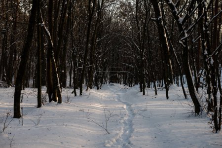Photo for Yavoriv National Nature Park landscape in a winter morning, Ukraine - Royalty Free Image