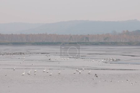 Group of Great egrets (Ardea alba) on the lake in autumn morning, Yavoriv National Nature Park, Ukraine