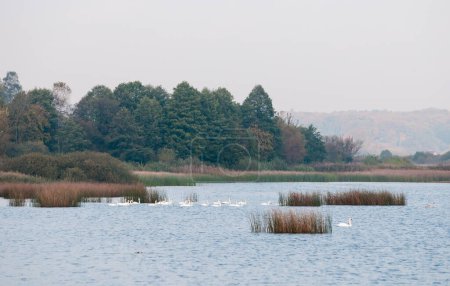 Mute swans (Cygnus olor) on the lake in autumn morning, Yavoriv National Nature Park, Ukraine
