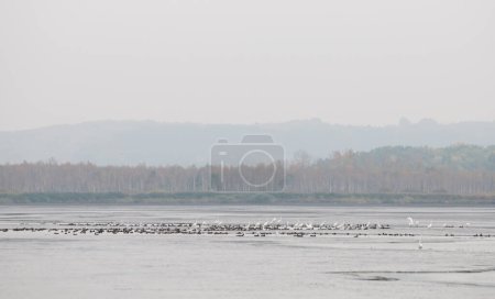 Groupe de Grandes aigrettes (Ardea alba) sur le lac dans la matinée d'automne, parc naturel national Yavoriv, Ukraine