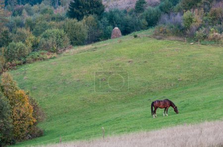Photo for Horse grazing on a mountain meadow, Beskid region of Carpathian Mountains near Slavsko town, Ukraine - Royalty Free Image