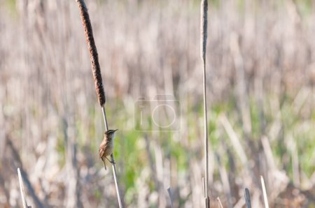 Grasmücke (Acrocephalus) auf dem Schilf, Yavoriv National Nature Park, Ukraine
