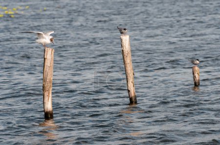 Common tern (Sterna hirundo) birds on the lake, Yavoriv National Nature Park, Ukraine