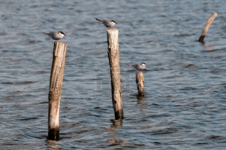 Common tern (Sterna hirundo) birds on the lake, Yavoriv National Nature Park, Ukraine