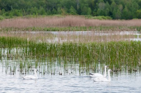 Mute swans (Cygnus olor) on the lake in spring morning, Yavoriv National Nature Park, Ukraine