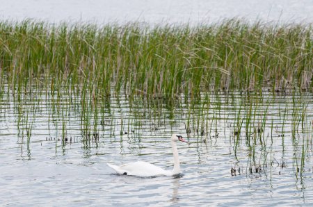 Mute swans (Cygnus olor) on the lake in spring morning, Yavoriv National Nature Park, Ukraine