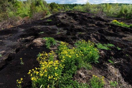Burned peat spring landscape in Yavoriv National Nature Park, Ukraine