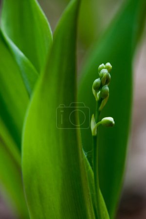 Lily of the valley (Convallaria majalis) in spring morning, Yavoriv National Nature Park, Ukraine