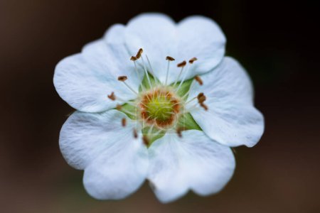 Fleur blanche au printemps matin, Parc national Yavoriv, Ukraine