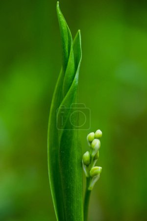 Lily of the valley (Convallaria majalis) in spring morning, Yavoriv National Nature Park, Ukraine