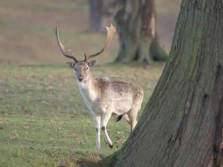 Photo for Fallow deer walking through the forest. - Royalty Free Image