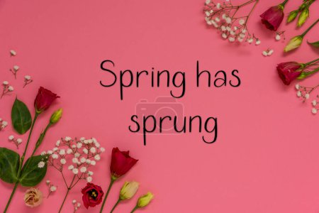 Rosas rojas y flores de primavera Arreglo con texto en inglés Spring Has Sprung. Fondo rosa y plano laico.