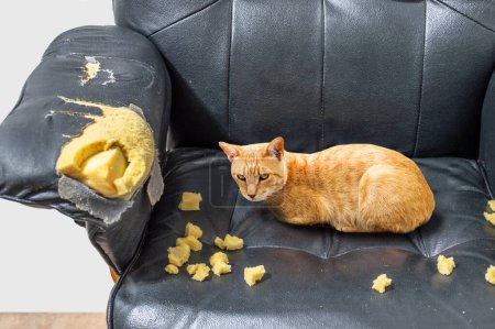 Foto de Naughty playful cat after biting a couch tired of hard work - Imagen libre de derechos