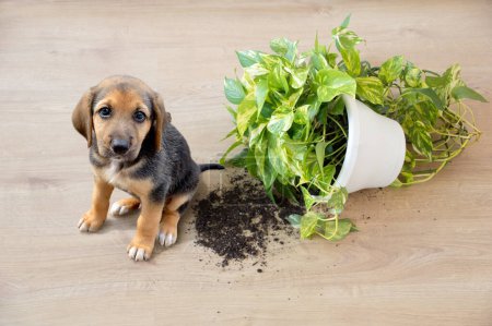 Verschmitzter Spielhund und umgestürzte Hauspflanze im Haus