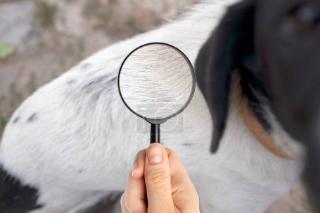 Photo for Close up of magnifying glass focusing on fleas on dog fur - Royalty Free Image