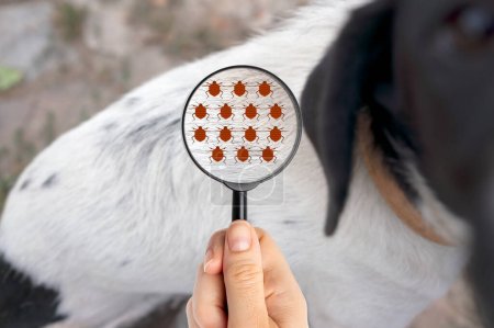 Photo for Close up of magnifying glass focusing on fleas on animal fur - Royalty Free Image
