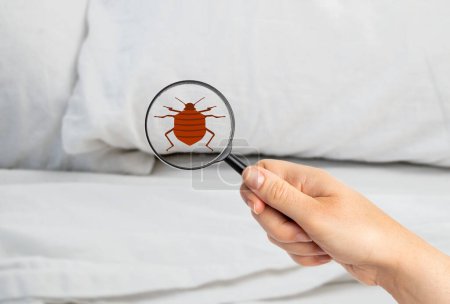 Foto de Primer plano de una mujer con lupa detectando chinche de cama en el dormitorio - Imagen libre de derechos