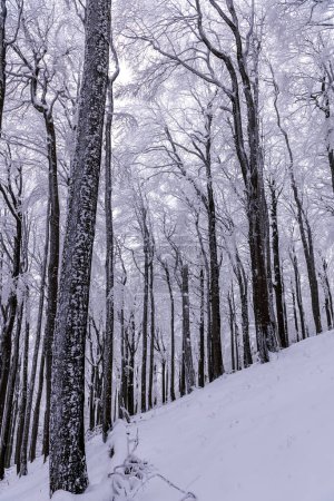 Foto de Winter forest and path covered with snow, trees covered with fros - Imagen libre de derechos