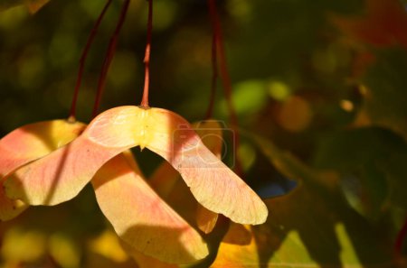 Photo for Autumn time Maple tree seed pods know as helicopters - Royalty Free Image