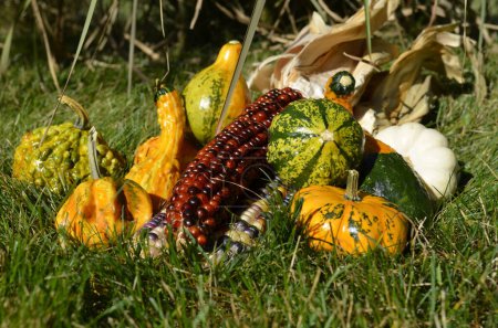 Photo for Gourds and decorative corn on display - Royalty Free Image