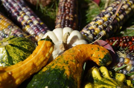 Photo for Colorful display of gourds and decorative Indian corn - Royalty Free Image