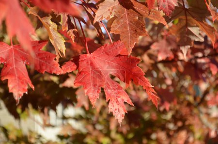 Photo for Bright red Sugar Maple leaf in Autumn display - Royalty Free Image