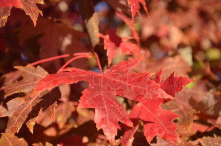 Photo for Sugar Maple leaf in beautiful Autumn color - Royalty Free Image